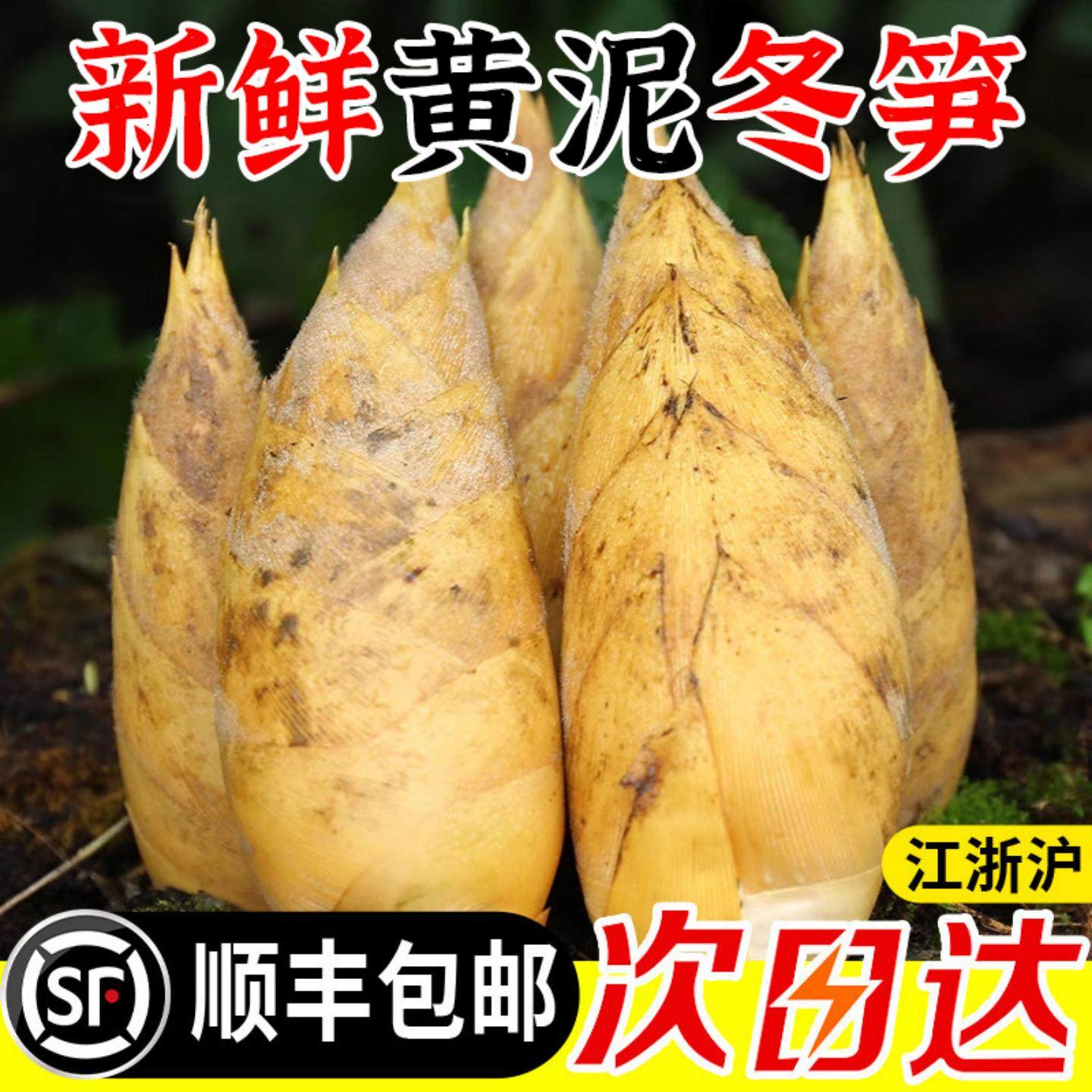 黄泥冬笋新鲜现挖野生毛竹笋蔬菜春笋正宗鲜笋5斤黄泥笋,水产肉类/新鲜蔬果/熟食,竹笋,淘宝优惠券,粉丝福利购,淘宝优惠卷