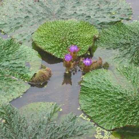 芡实种子 鸡头果 水生植物 鸡头实 鸿头 鸿头鸡头米种子水培植物