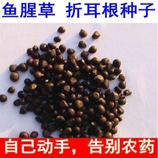 包郵 魚(yú)腥草種子 種籽折耳根種根種苗新鮮盆栽四季 貴州云南四川