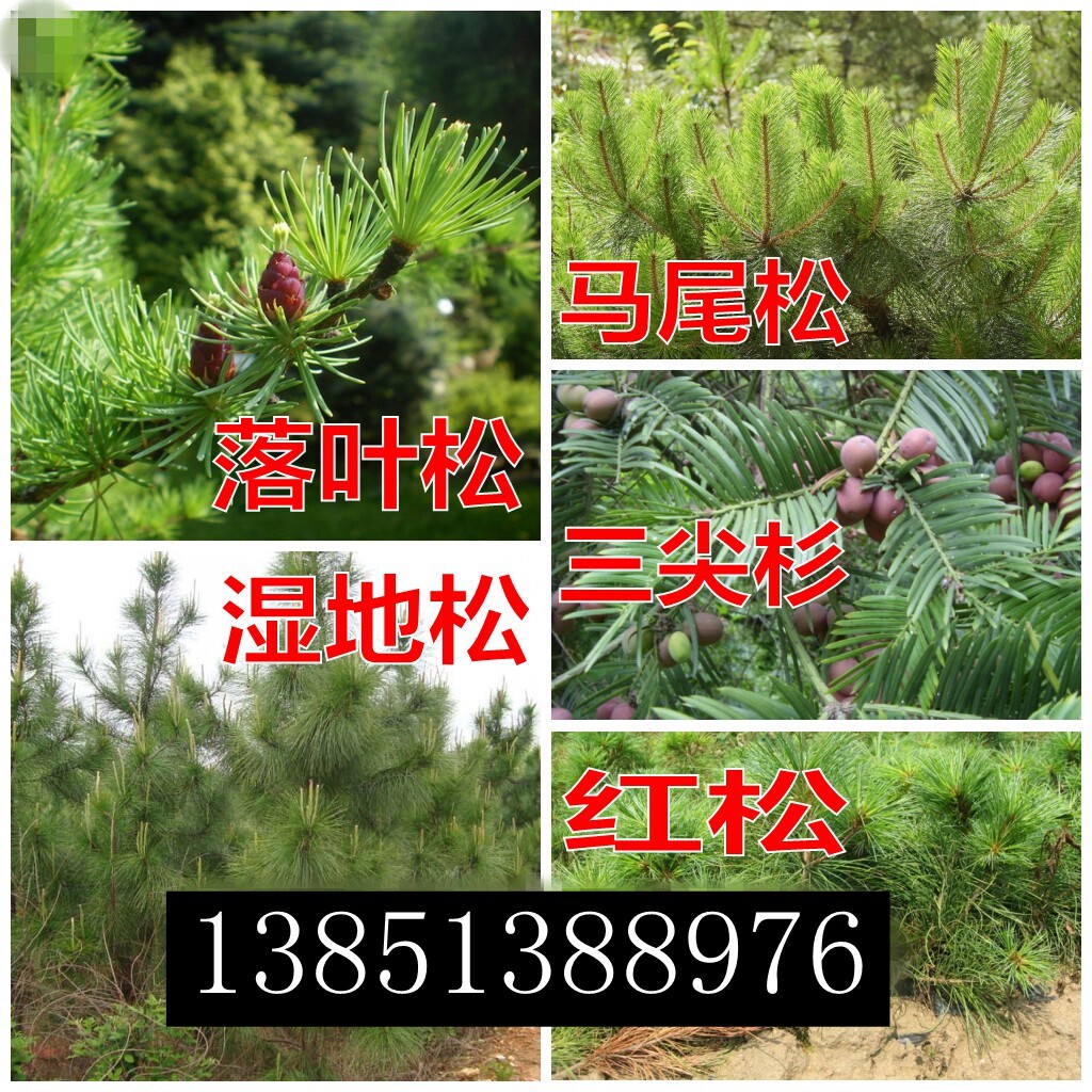 松树种子湿地松种子国外松美国松家庭园艺种子
