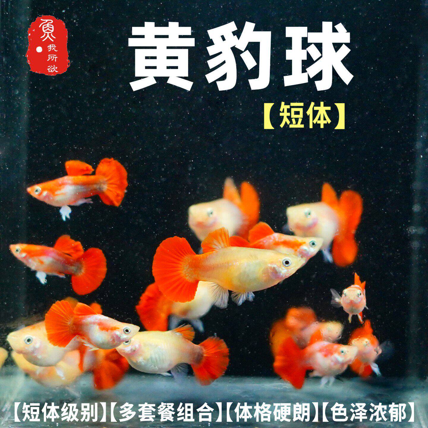 孔雀鱼可繁殖小鱼黄豹球热带鱼