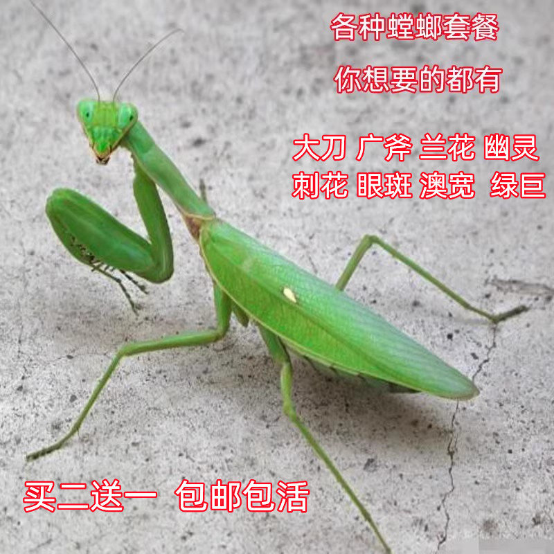 螳螂宠物昆虫活体中华大刀螳螂个特色爬宠/鸣虫