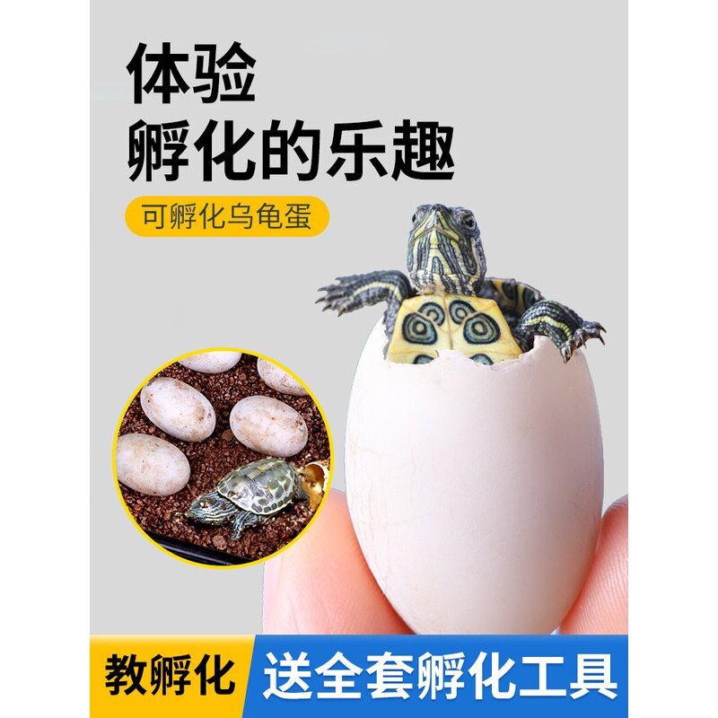 可孵化乌龟蛋鳄龟地图草龟活物巴西龟受精蛋活体墨龟火焰黄耳西锦图片