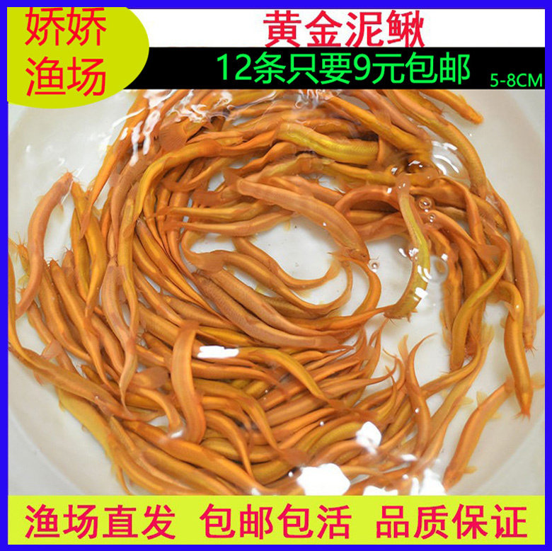 黄金泥鳅清道夫冷水鱼观赏鱼锦鲤鱼小金鱼小红鱼练手鱼鲜活泥鳅苗