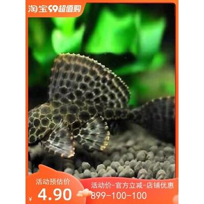 鱼场直销清道夫女王豹纹清洁工大型活体垃圾热带鱼除藻淡水观赏鱼