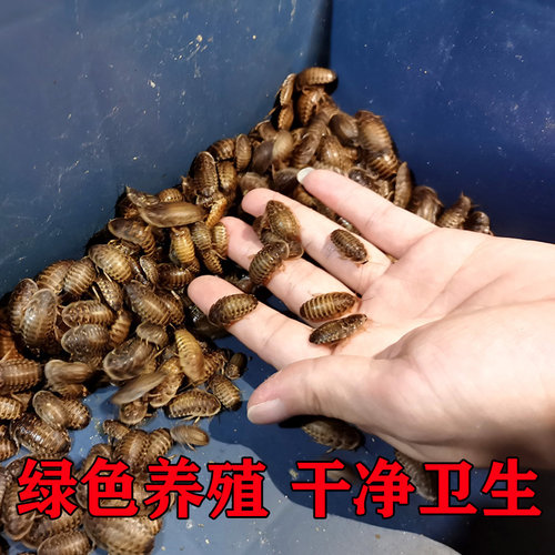 杜比亚蟑螂活虫昆虫爬宠金龙鱼饲料蜥蜴活体饲料营养蛋白