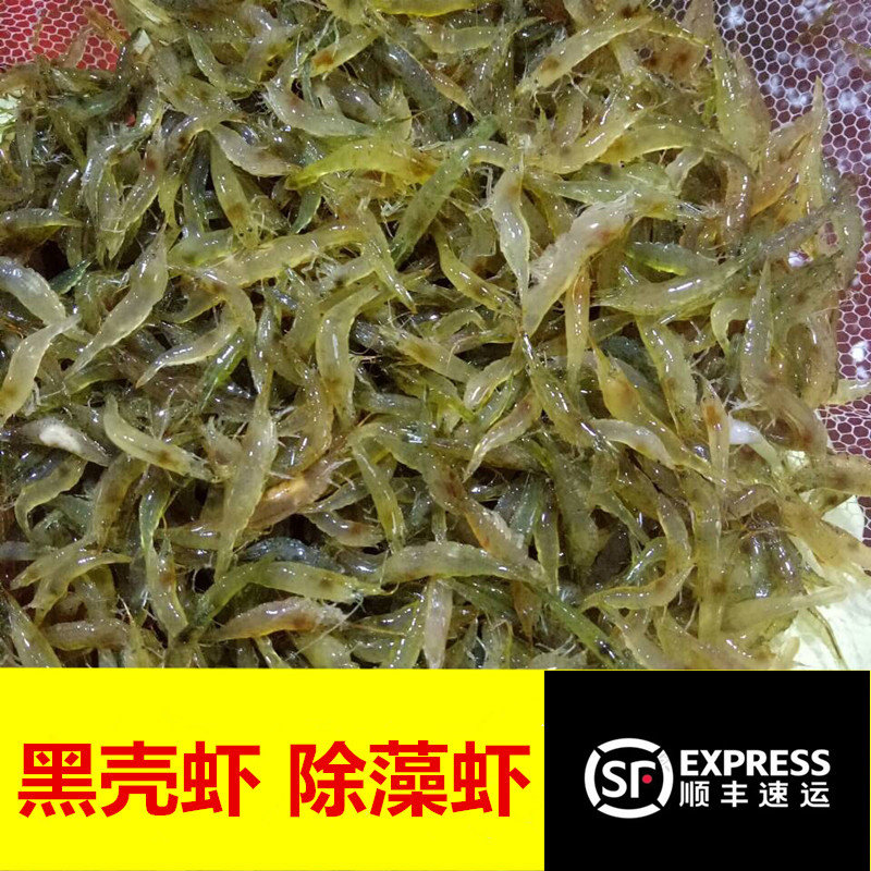 黑壳虾除藻草虾观赏虾工具清洁虾饲料虾活体水族箱鱼缸冷水虾超大图片