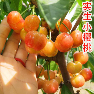 特大四川小樱桃树苗农村土樱桃树苗实生小樱桃树苗南北方栽植树苗