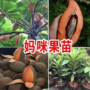 妈咪果树苗马加纳妈咪果苗四季南方种植盆栽庭院阳台马梅果苗当