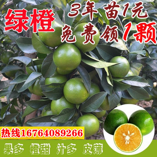 海南琼中绿橙苗嫁接苗当年结果红心橙子树苗南方种植红江橙果树苗
