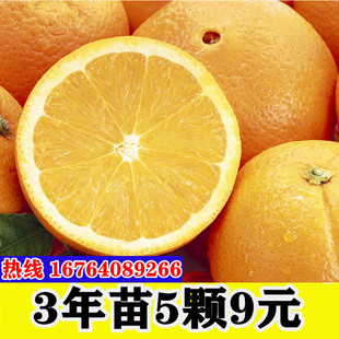 嫁接橙子树苗富川脐橙苗纽荷尔脐橙苗盆地栽苗南北方种植当年结果