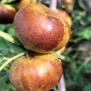 蟠枣树果苗矮化枣树甜蟠枣苗早脆王枣苗树活苗南北方种植果树果