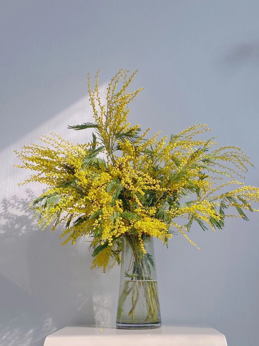 圣诞金合欢鲜花可干花插花家用办