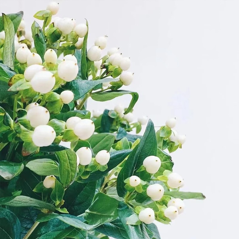 北京办公鲜花凌晨花市火龙珠插花