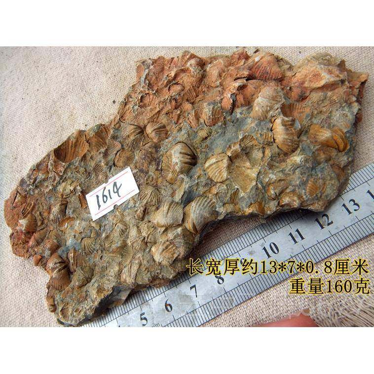 正品群聚共生彩色石燕贝海化石9摆放石材动物旧洋古生物科普标本