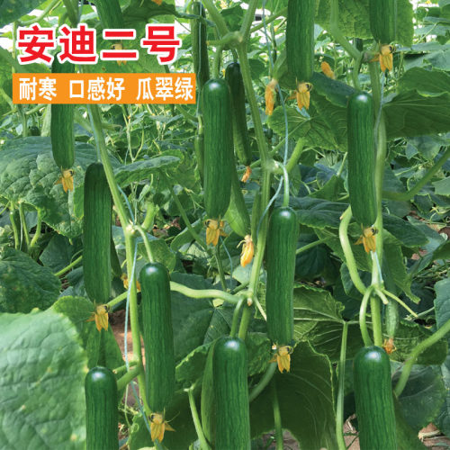 水果小黄瓜种子全雌无刺小乳瓜种