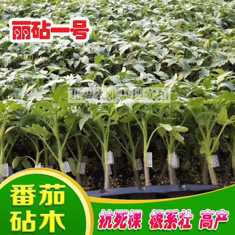 番茄嫁接砧木种子抗青枯抗死棵钻木种籽西红柿专用丰产抗病种孑