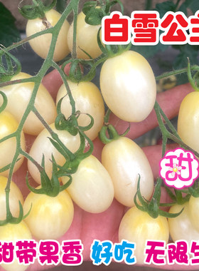 白色小番茄种子高糖纯甜白雪公主
