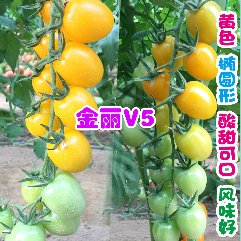 千禧果种子黄色小番茄苗图片