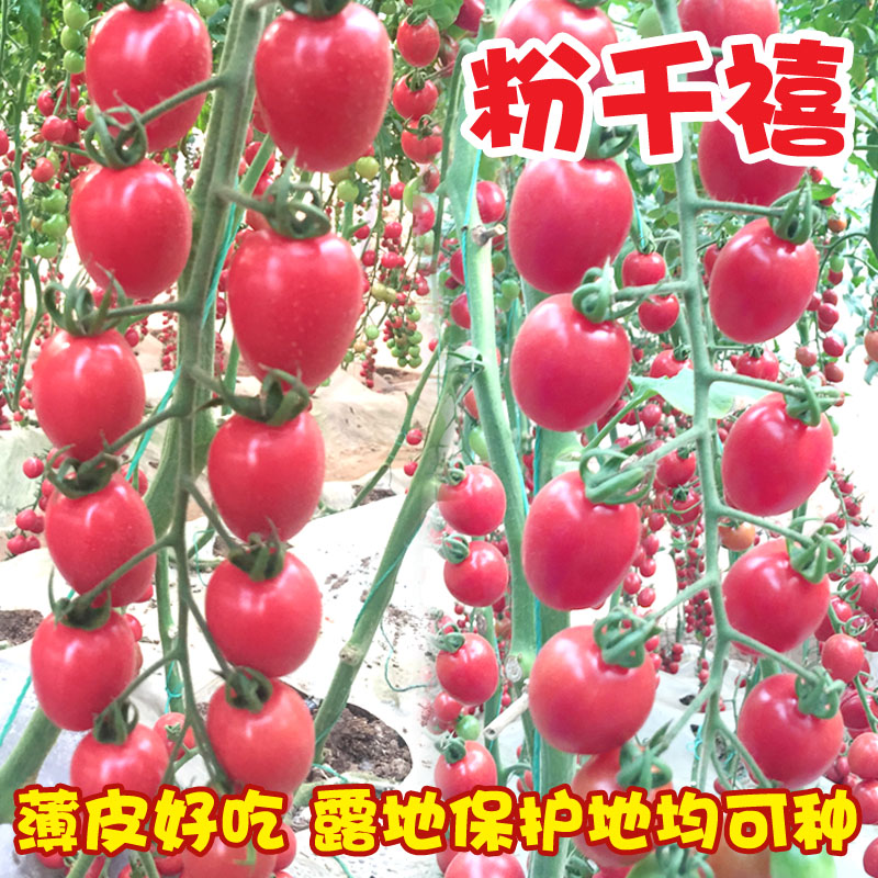 千禧果种子小番茄苗秧四季超甜图片