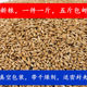 500G 真空包装 加纳利子金丝雀草籽白尖进口草籽鸟粮鸟食五斤 包邮