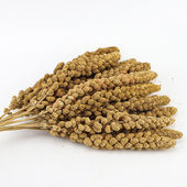 仓鼠粮 25厘米 天然谷穗 鸟零食10根 仓鼠谷穗 小型鸟鹦鹉零食