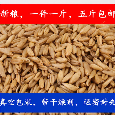 燕麦米闭门鸟粮新燕麦仁