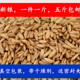 25年燕麦新燕麦仁野麦雀麦燕麦米鸟粮五斤 包邮 中型鹦鹉鸟粮500克