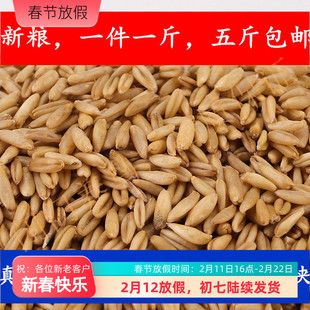25年燕麦新燕麦仁野麦雀麦燕麦米鸟粮五斤包邮中型鹦鹉鸟粮500克