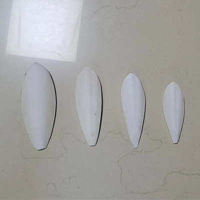 闭门墨鱼骨鹦鹉乌龟补钙