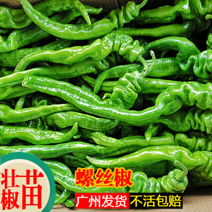 辣椒苗高产特大螺丝椒苗子蔬菜种苗秧苗四季辣椒阳台盆栽薄皮青椒