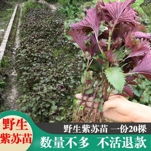 广东正宗紫苏苗带土现发鸡冠紫苏幼苗阳台盆栽香料浓香炒田螺紫苏