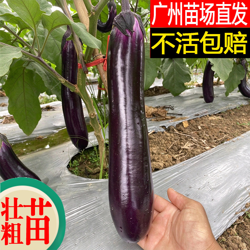 广东茄子苗蔬菜秧苗耐高温紫红长茄子烧烤茄青茄苗 四季蔬菜秧苗
