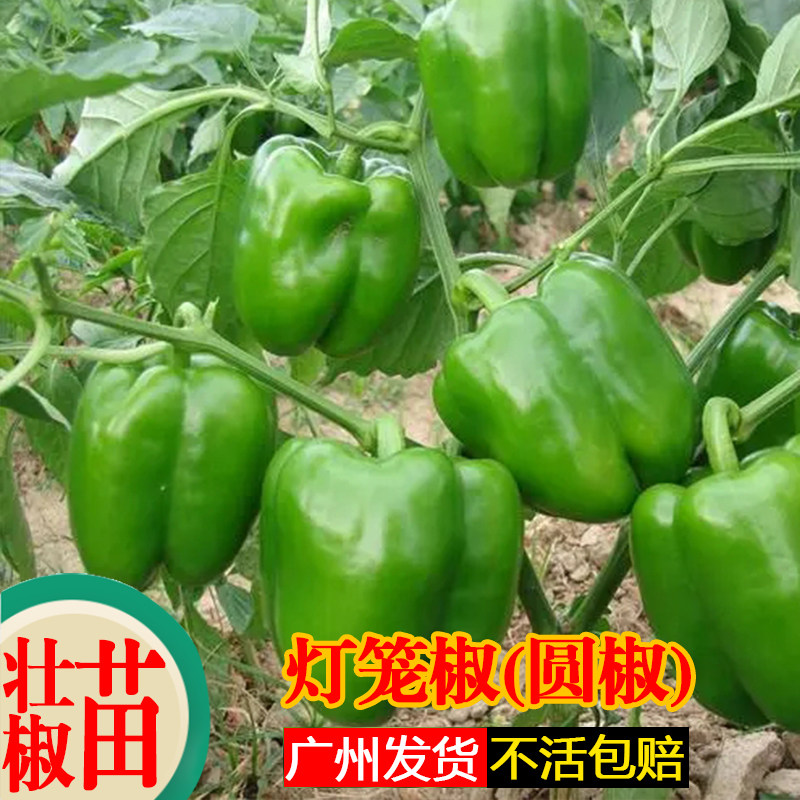 高产灯笼椒圆椒菜椒苗辣椒苗秧苗青椒圆椒种籽灯笼椒秧子阳台菜苗