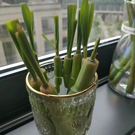 水培香茅草泰国柠檬香草包活冬阴功驱蚊虫懒人绿植盆栽苗好养植物