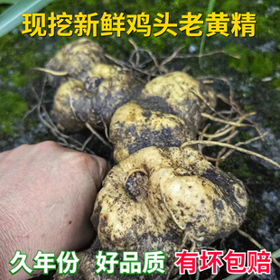 新鲜鸡头黄精多花倒苗老虎姜滇黄精块茎可九制泡酒炖汤中药材优选