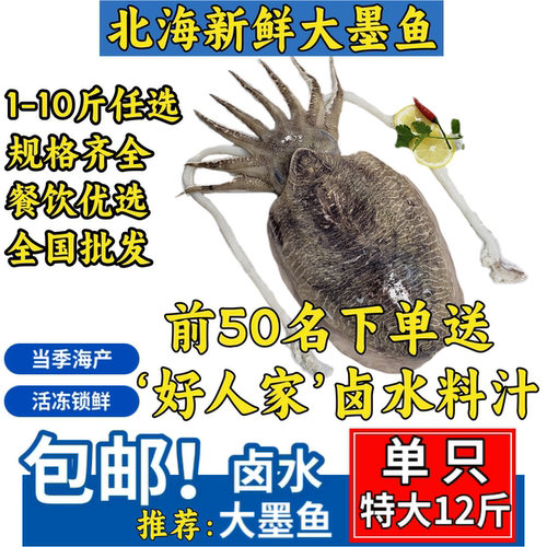 北海新鲜特大墨鱼单只12斤！