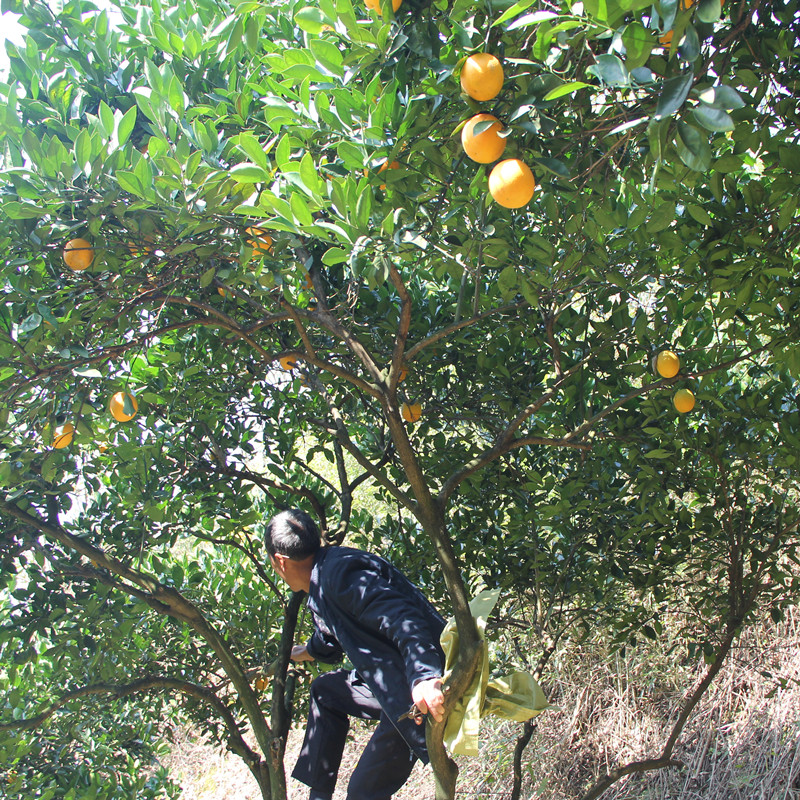 永兴冰糖橙子自家果园当季水果鲜橙