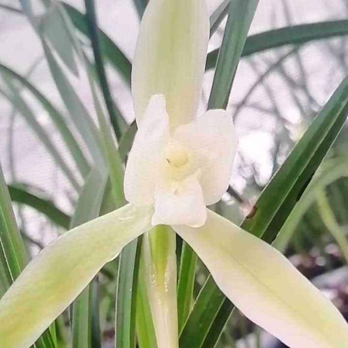 包邮贵州高山兰花基地直发自然苗