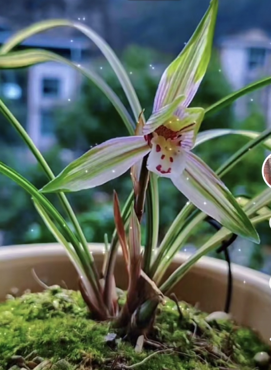 国兰兰花浓香型基地发货产地贵州遵义直播间一物一拍