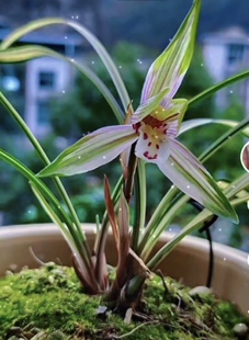 国兰兰花浓香型基地发货产地贵州遵义直播间一物一拍