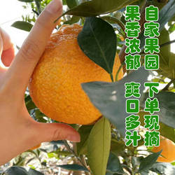 四川汉源石棉黄果柑青果柑橘当季水果桔子现摘发货