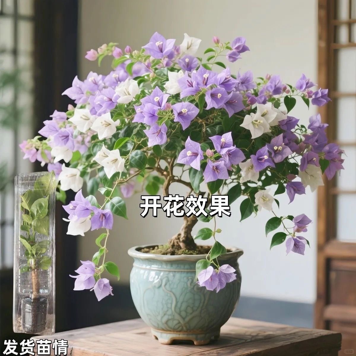 新品三角梅盆栽稀有品种勤花庭院重瓣垂丝飘枝阳台室内外四季开花图片
