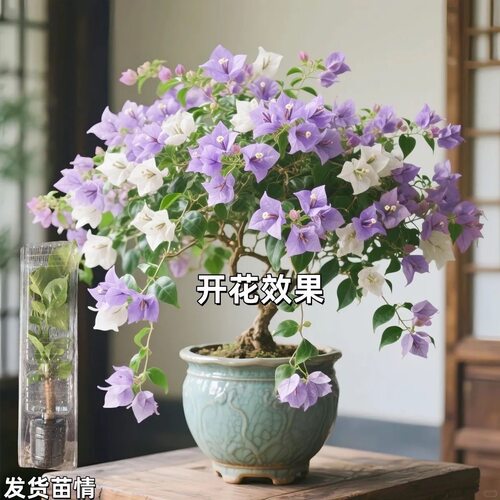 新品三角梅盆栽稀有品种勤花庭院重瓣垂丝飘枝阳台室内外四季开花