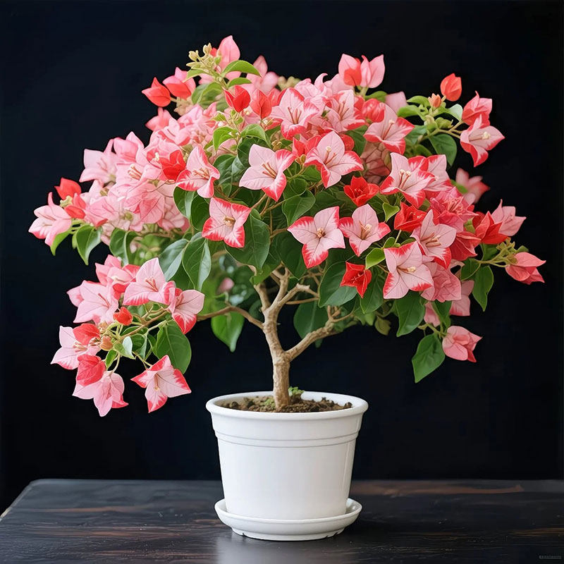 三角梅盆栽花卉植物室内观赏花苗开花结果绿植包活新品种红粉双生