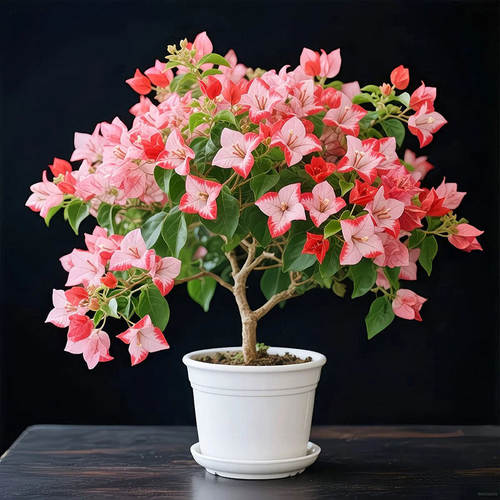 三角梅盆栽花卉植物室内观赏花苗开花结果绿植包活新品种红粉双生