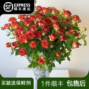 巧克力泡泡 鲜花云南昆明基地直发斗南花市水养插花