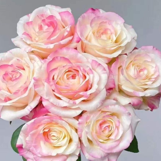 霓裳玫瑰鲜花鲜切花云南昆明基地直发家庭水养真花室内瓶插花图片