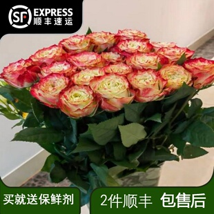 苹果杰克玫瑰花云南基地直发鲜切花办公室水养客厅插花