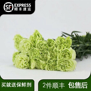 绿色康乃馨鲜花云南基地直发客厅瓶插水养花清新自然 节日礼物